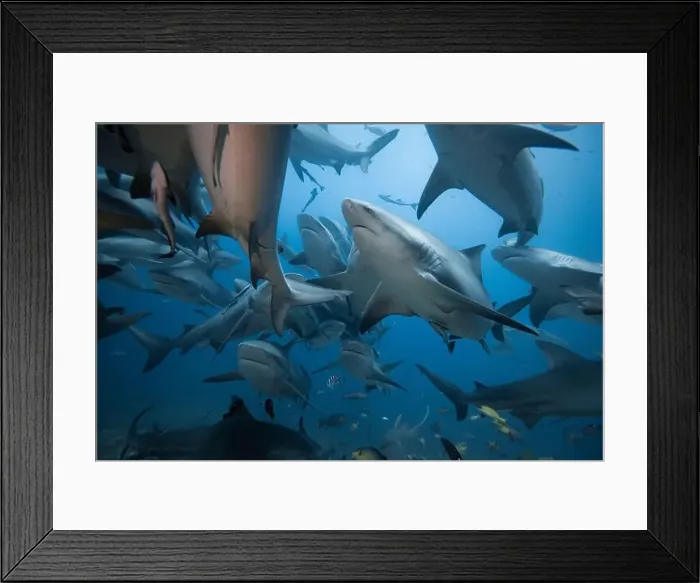 Framed Print : Bull Sharks schooling above coral reef Framed Print : Bull Sharks schooling above coral reef