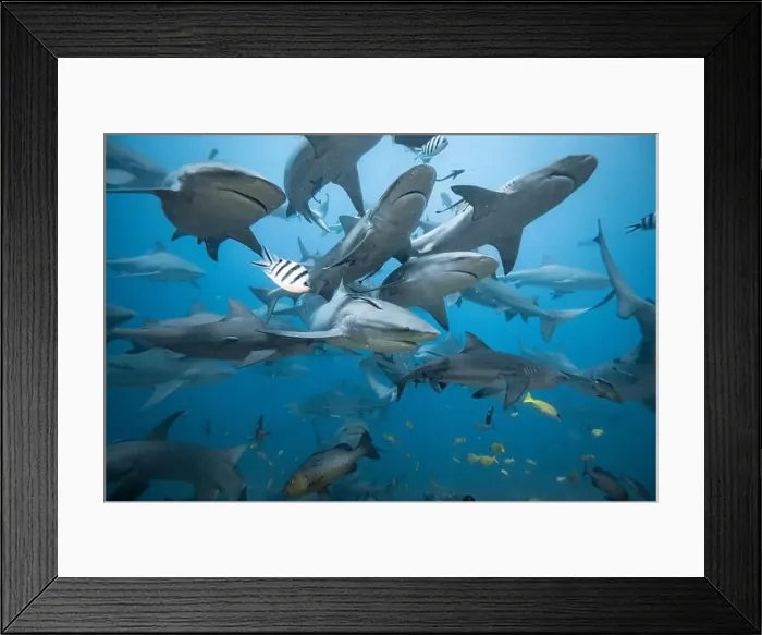 Framed Print : Bull Sharks schooling above coral reef Framed Print : Bull Sharks schooling above coral reef