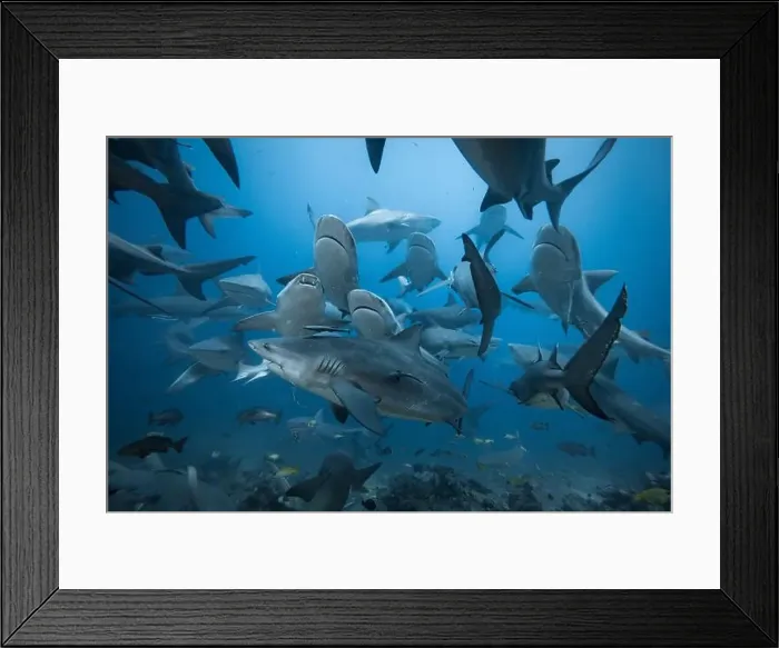 Framed Print : Bull Sharks schooling above coral reef Framed Print : Bull Sharks schooling above coral reef
