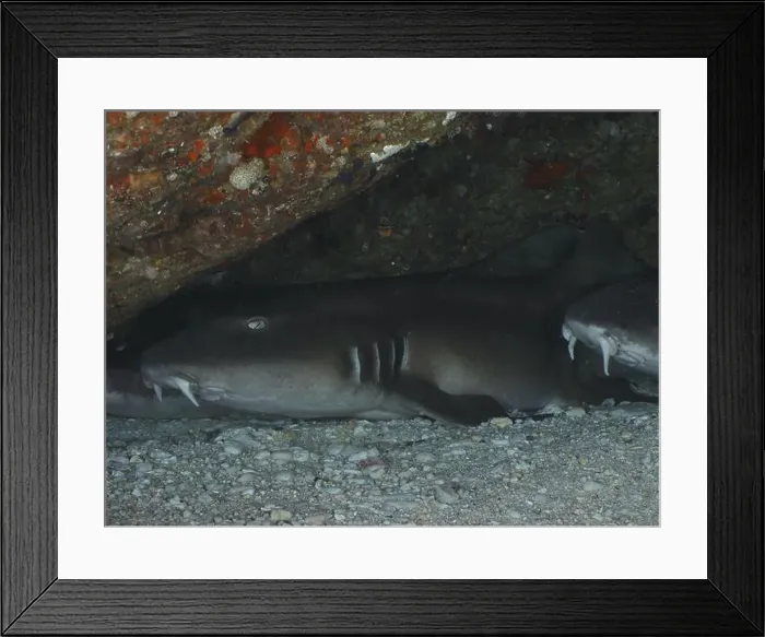 Framed Print : A Brownbanded bamboo shark (Chiloscyllium punctatum) resting under a rock on the seabed in a calm environment Framed Print : A Brownbanded bamboo shark (Chiloscyllium punctatum) resting under a rock on the seabed in a calm environment
