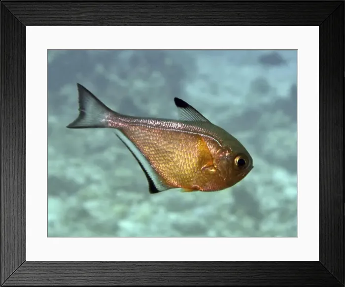 Framed Print : A copper-coloured fish with distinctive fins Framed Print : A copper-coloured fish with distinctive fins