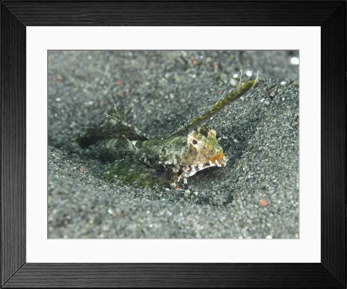 Framed Print : A well camouflaged finger lyrefish Framed Print : A well camouflaged finger lyrefish