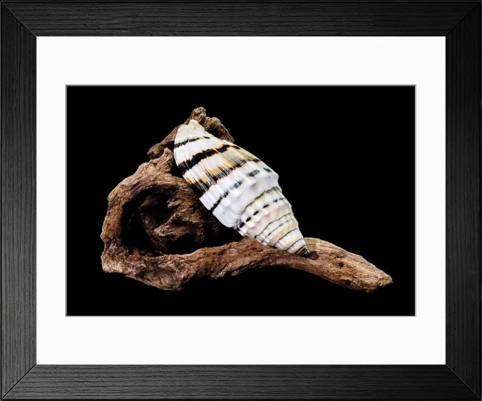 Framed Print : A Vexillum balteolatum seashell resting on textured driftwood against a black background Framed Print : A Vexillum balteolatum seashell resting on textured driftwood against a black background