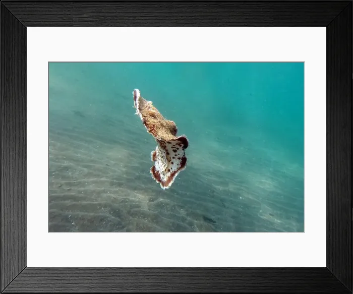Framed Print : Sea flatworm near Marsa Alam, underwater photograph, Red Sea, Egypt Framed Print : Sea flatworm near Marsa Alam, underwater photograph, Red Sea, Egypt