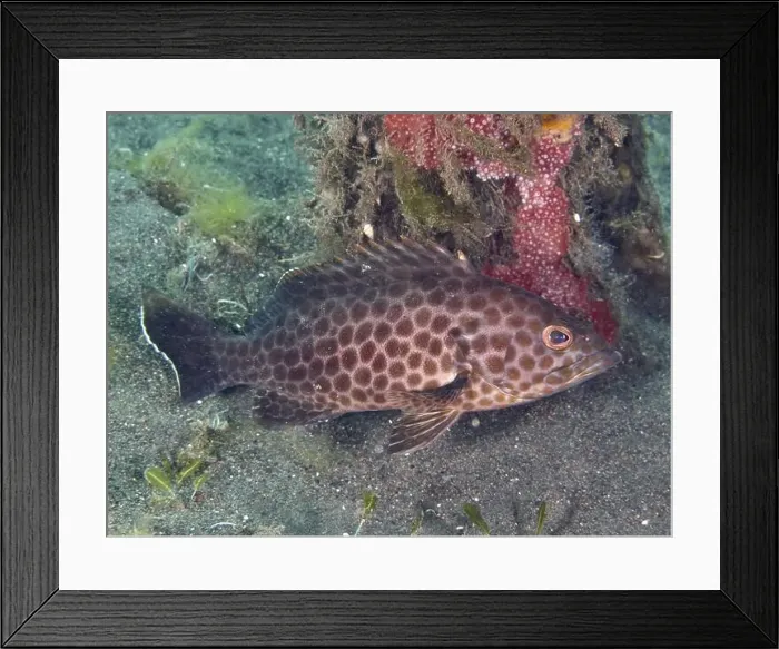 Framed Print : A spotted areolate grouper (Epinephelus areolatus) resting on a sandy seabed next to corals Framed Print : A spotted areolate grouper (Epinephelus areolatus) resting on a sandy seabed next to corals