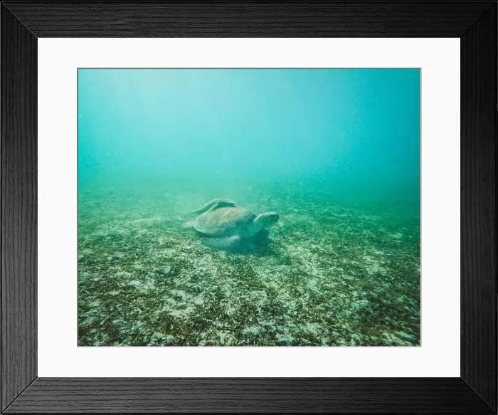 Framed Print : Sea turtle with fish on back swims on grass bed in Virgin Islands Framed Print : Sea turtle with fish on back swims on grass bed in Virgin Islands