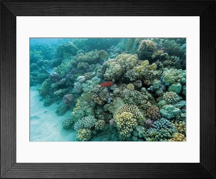 Framed Print : Abu Dabab Coral reef near Marsa Alam, underwater photograph, Red Sea, Egypt