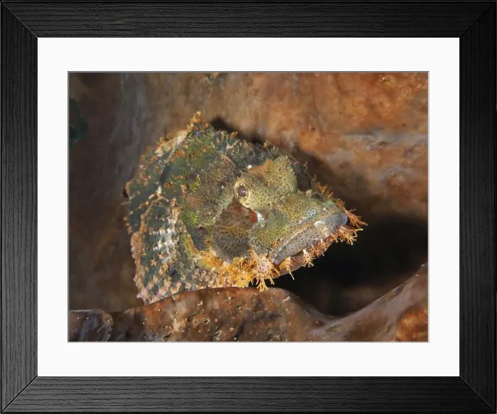 Framed Print : A well camouflaged fringed scorpionfish (Scorpaenopsis oxycephalus) resting on a sea sponge Framed Print : A well camouflaged fringed scorpionfish (Scorpaenopsis oxycephalus) resting on a sea sponge