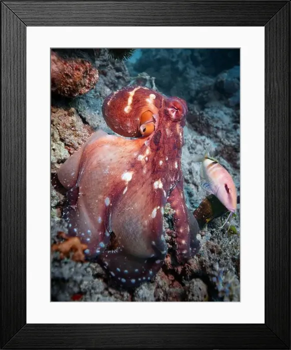 Framed Print : Octopus camouflaging with coral reef on scuba diving site Framed Print : Octopus camouflaging with coral reef on scuba diving site