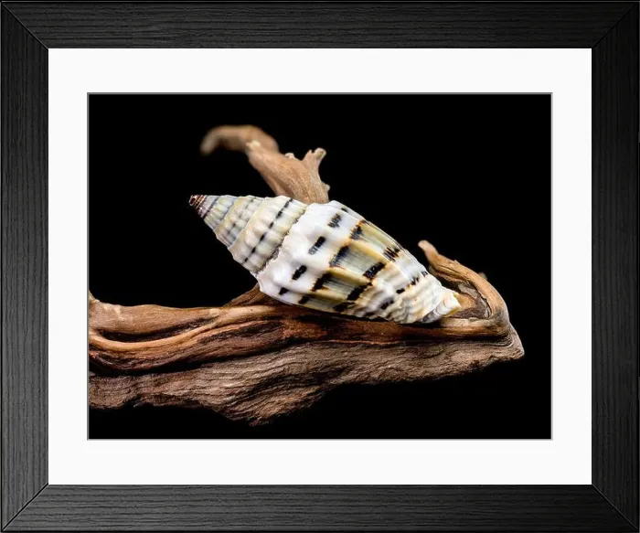 Framed Print : A Vexillum balteolatum seashell resting on textured driftwood against a black background Framed Print : A Vexillum balteolatum seashell resting on textured driftwood against a black background