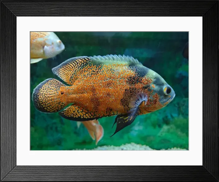 Framed Print : a colorful Astronotus ocellatus fish swimming in aquarium Framed Print : a colorful Astronotus ocellatus fish swimming in aquarium