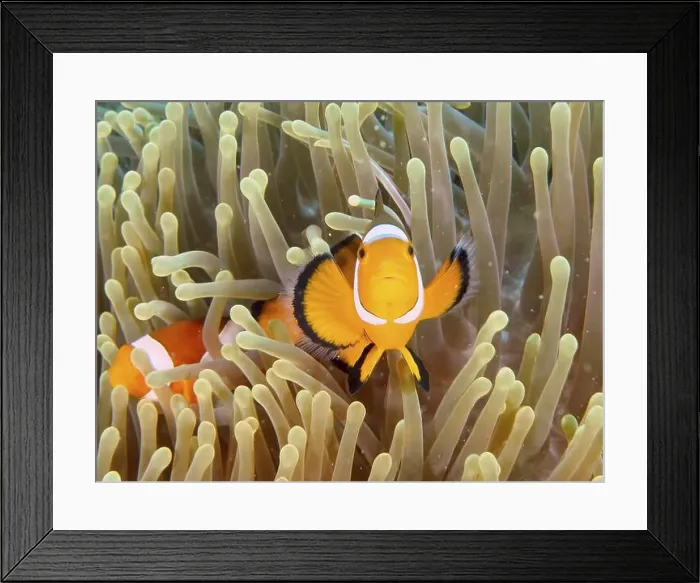 Framed Print : An Ocellaris Clownfish (Amphiprion ocellaris) looks out of a sea anemone Framed Print : An Ocellaris Clownfish (Amphiprion ocellaris) looks out of a sea anemone