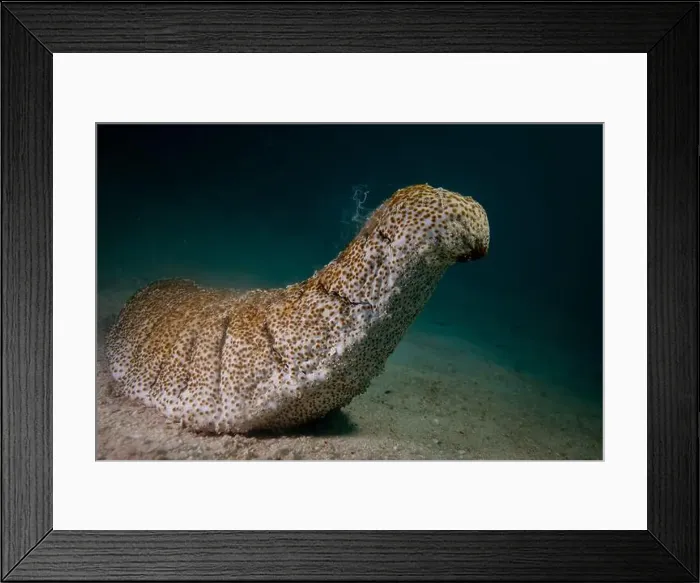 Framed Print : Male sea cucumber - standing on end, and spewing male gametes into the water Framed Print : Male sea cucumber - standing on end, and spewing male gametes into the water