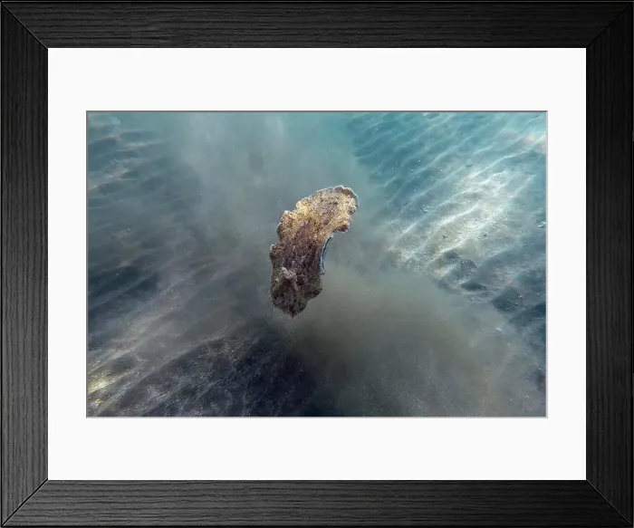 Framed Print : Sea flatworm near Marsa Alam, underwater photograph, Red Sea, Egypt Framed Print : Sea flatworm near Marsa Alam, underwater photograph, Red Sea, Egypt