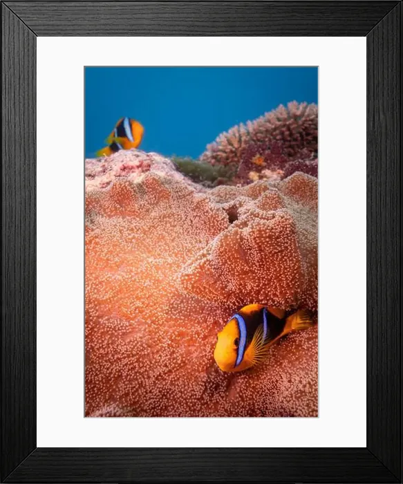 Framed Print : Colorful anemone fish swimming above coral reef in the pacific Ocean Framed Print : Colorful anemone fish swimming above coral reef in the pacific Ocean