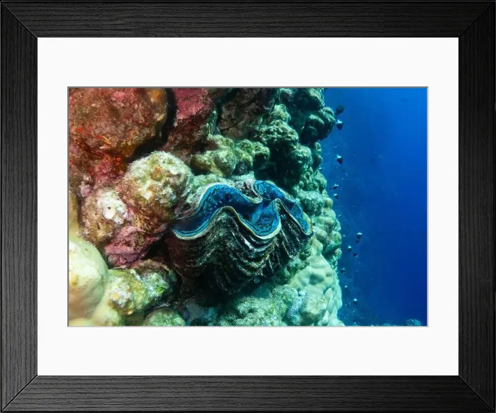 Framed Print : Giant clam - critically endangered in Red Sea near Marsa Alam, Egypt Framed Print : Giant clam - critically endangered in Red Sea near Marsa Alam, Egypt