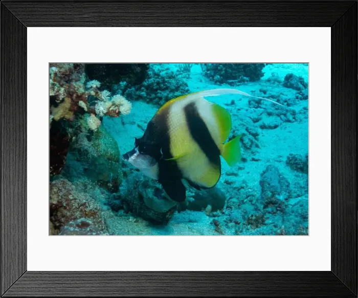 Framed Print : Red Sea bannerfish in Red Sea near Marsa Alam, Egypt Framed Print : Red Sea bannerfish in Red Sea near Marsa Alam, Egypt