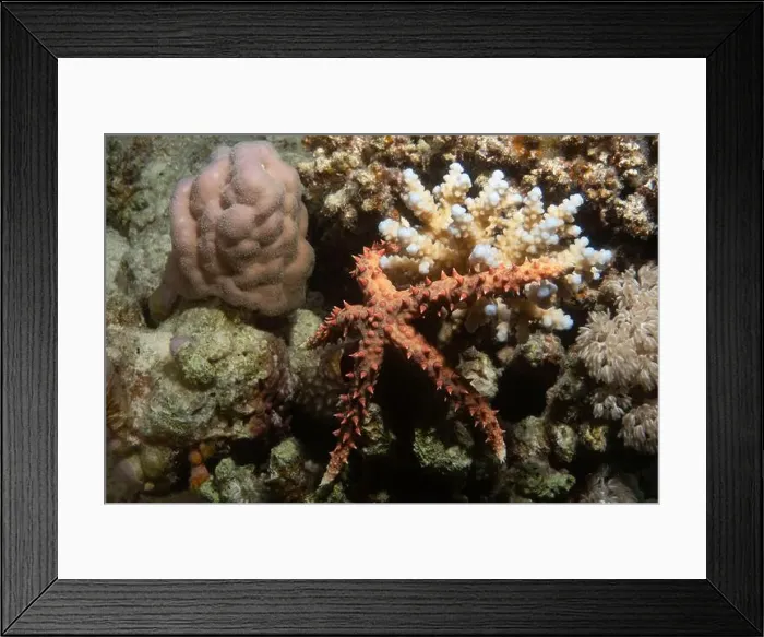 Framed Print : Egyptian sea star in Red Sea near Marsa Alam, Egypt Framed Print : Egyptian sea star in Red Sea near Marsa Alam, Egypt
