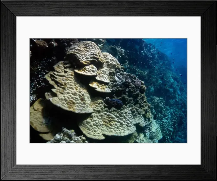Framed Print : Reefs bleaching and dying, sea warming in Red Sea near Marsa Alam, Egypt Framed Print : Reefs bleaching and dying, sea warming in Red Sea near Marsa Alam, Egypt