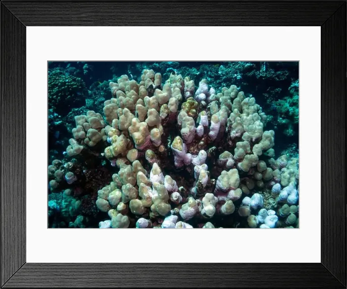 Framed Print : Reefs bleaching and dying, sea warming in Red Sea near Marsa Alam, Egypt Framed Print : Reefs bleaching and dying, sea warming in Red Sea near Marsa Alam, Egypt