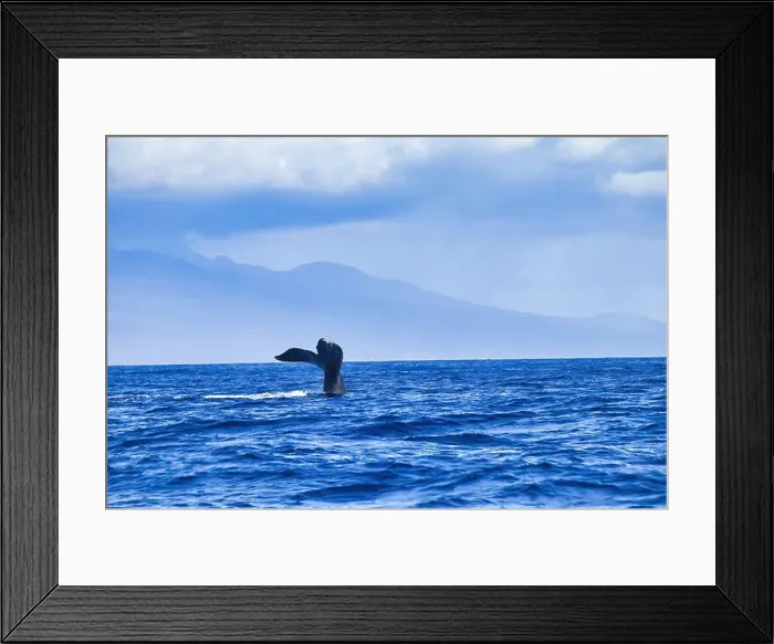 Framed Print : Playful humpback waving its tail at whale watchers Framed Print : Playful humpback waving its tail at whale watchers