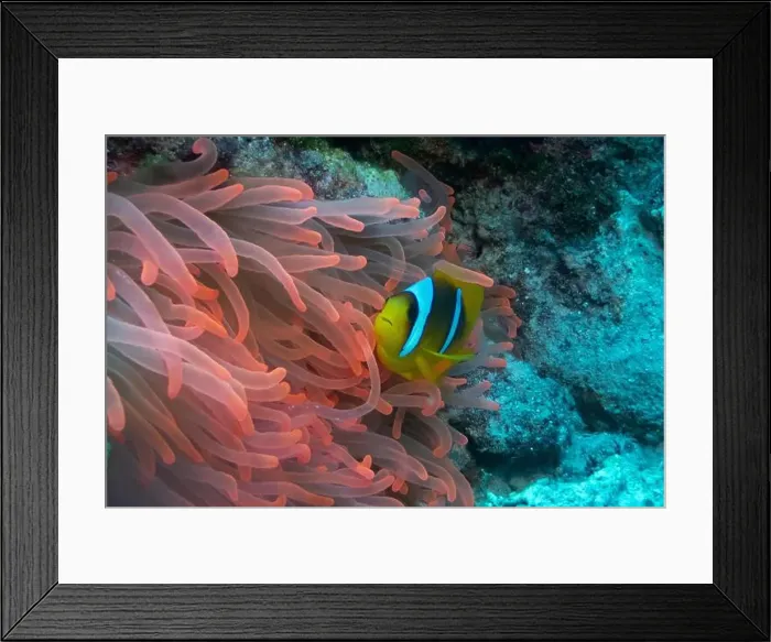 Framed Print : Red Sea clownfish in Red Sea near Marsa Alam, Egypt Framed Print : Red Sea clownfish in Red Sea near Marsa Alam, Egypt