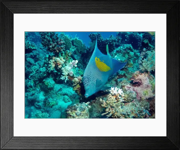 Framed Print : Yellowbar angelfish in Red Sea near Marsa Alam, Egypt Framed Print : Yellowbar angelfish in Red Sea near Marsa Alam, Egypt