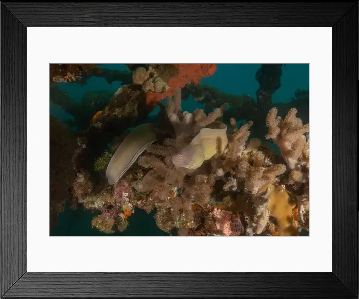 Framed Print : Moray eel Mooray lycodontis undulatus in the Red Sea, Eilat Israel Framed Print : Moray eel Mooray lycodontis undulatus in the Red Sea, Eilat Israel