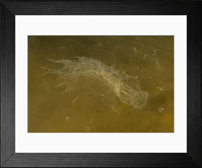 Framed Print : Jellyfish in the Red Sea are colorful and beautiful, Eilat Israel Framed Print : Jellyfish in the Red Sea are colorful and beautiful, Eilat Israel