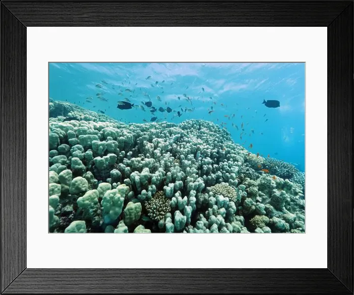 Framed Print : Abu Dabab Coral reef near Marsa Alam, underwater photograph, Red Sea, Egypt Framed Print : Abu Dabab Coral reef near Marsa Alam, underwater photograph, Red Sea, Egypt