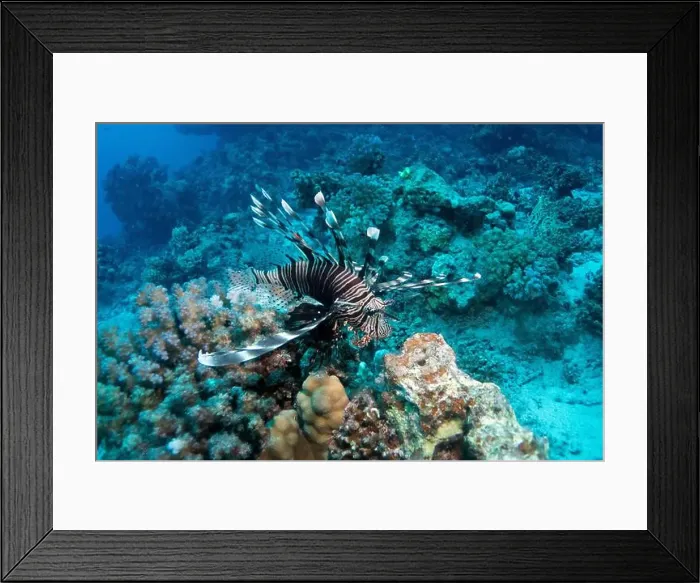 Framed Print : Red lionfish in Red Sea near Marsa Alam, Egypt Framed Print : Red lionfish in Red Sea near Marsa Alam, Egypt
