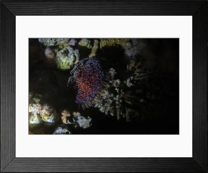 Framed Print : Red Sea fire urchin in Red Sea near Marsa Alam by night, Egypt Framed Print : Red Sea fire urchin in Red Sea near Marsa Alam by night, Egypt