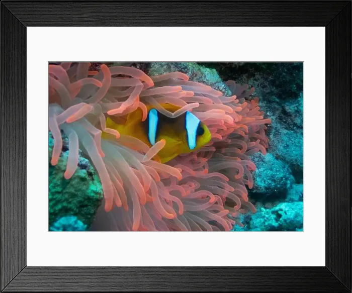 Framed Print : Red Sea clownfish in Red Sea near Marsa Alam, Egypt Framed Print : Red Sea clownfish in Red Sea near Marsa Alam, Egypt