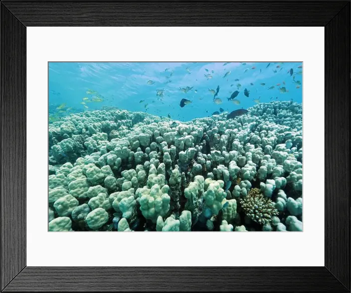 Framed Print : Abu Dabab Coral reef near Marsa Alam, underwater photograph, Red Sea, Egypt Framed Print : Abu Dabab Coral reef near Marsa Alam, underwater photograph, Red Sea, Egypt