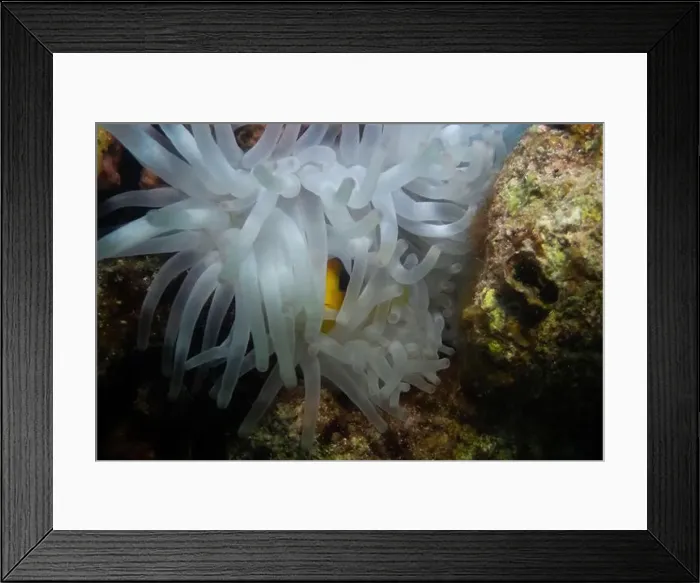 Framed Print : Red Sea clownfish in Red Sea near Marsa Alam, Egypt Framed Print : Red Sea clownfish in Red Sea near Marsa Alam, Egypt