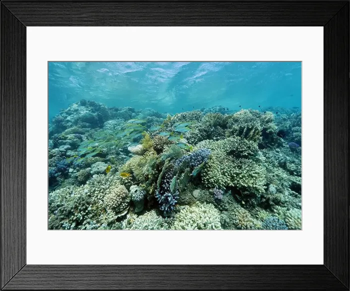 Framed Print : Abu Dabab Coral reef near Marsa Alam, underwater photograph, Red Sea, Egypt Framed Print : Abu Dabab Coral reef near Marsa Alam, underwater photograph, Red Sea, Egypt