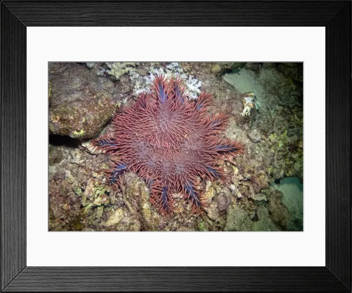 Framed Print : Crown-of-thorns starfish in Red Sea near Marsa Alam, Egypt Framed Print : Crown-of-thorns starfish in Red Sea near Marsa Alam, Egypt