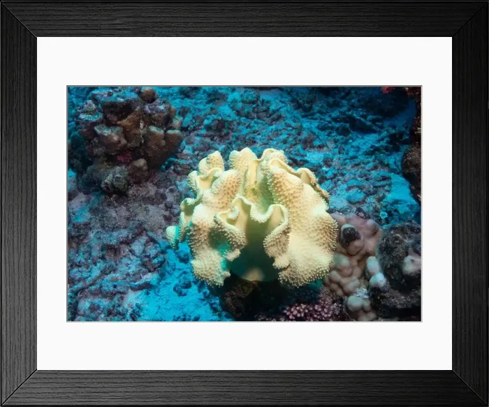Framed Print : Toadstool leather coral in Red Sea near Marsa Alam, Egypt Framed Print : Toadstool leather coral in Red Sea near Marsa Alam, Egypt