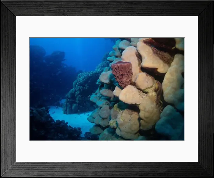 Framed Print : Sea sponge and coral reef in Red Sea near Marsa Alam, Egypt Framed Print : Sea sponge and coral reef in Red Sea near Marsa Alam, Egypt