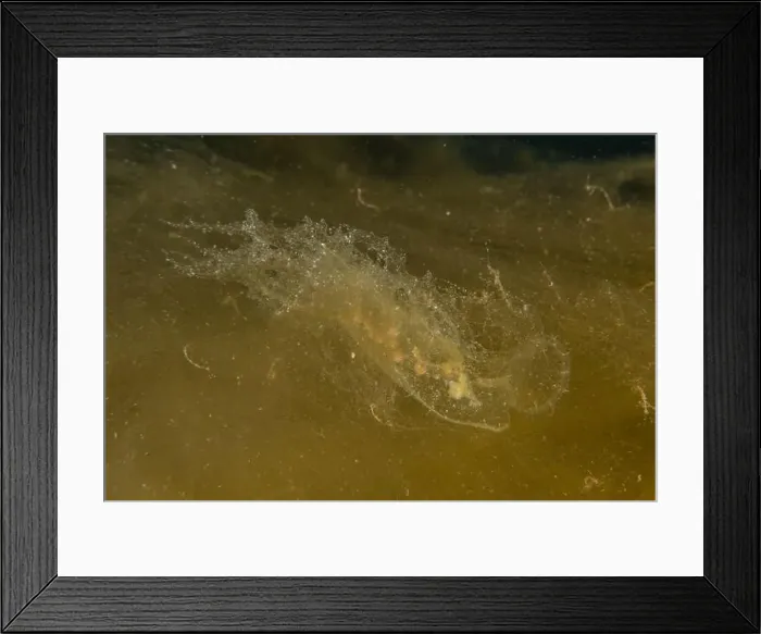 Framed Print : Jellyfish in the Red Sea are colorful and beautiful, Eilat Israel Framed Print : Jellyfish in the Red Sea are colorful and beautiful, Eilat Israel