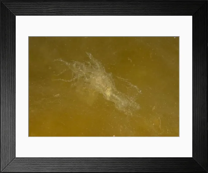 Framed Print : Jellyfish in the Red Sea are colorful and beautiful, Eilat Israel Framed Print : Jellyfish in the Red Sea are colorful and beautiful, Eilat Israel