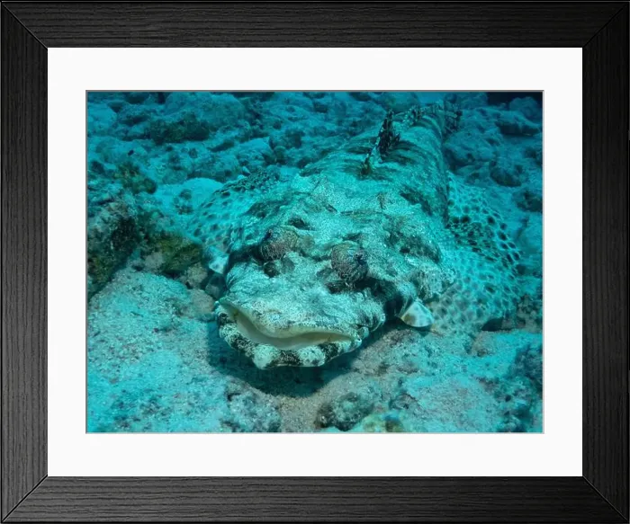 Framed Print : Tentacled flathead - crocodilefish in Red Sea near Marsa Alam, Egypt