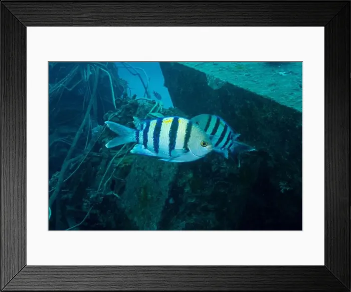 Framed Print : Indo-Pacific sergeant in Red Sea near Marsa Alam, Egypt Framed Print : Indo-Pacific sergeant in Red Sea near Marsa Alam, Egypt