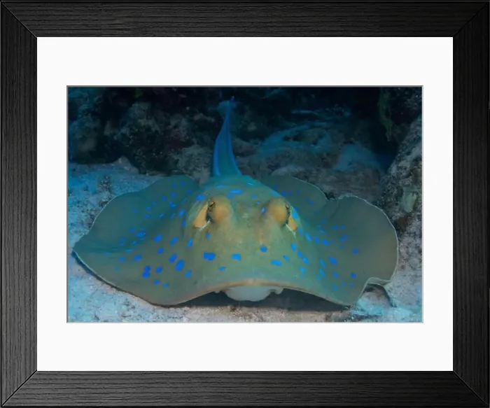Framed Print : Bluespotted ribbontail ray in Red Sea near Marsa Alam, Egypt Framed Print : Bluespotted ribbontail ray in Red Sea near Marsa Alam, Egypt