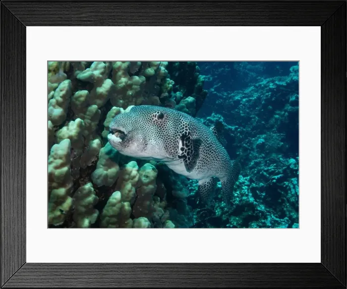 Framed Print : Stellate pufferfish in Red Sea near Marsa Alam, Egypt Framed Print : Stellate pufferfish in Red Sea near Marsa Alam, Egypt