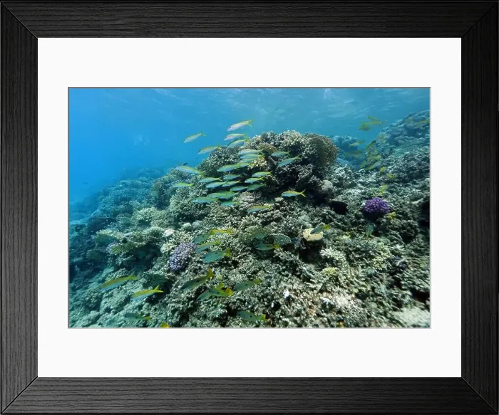 Framed Print : Abu Dabab Coral reef near Marsa Alam, underwater photograph, Red Sea, Egypt Framed Print : Abu Dabab Coral reef near Marsa Alam, underwater photograph, Red Sea, Egypt