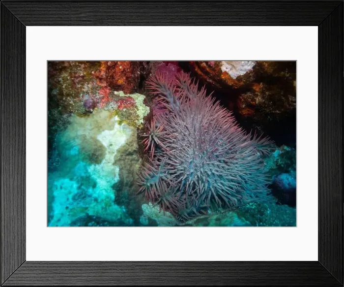 Framed Print : Crown-of-thorns starfish in Red Sea near Marsa Alam, Egypt Framed Print : Crown-of-thorns starfish in Red Sea near Marsa Alam, Egypt
