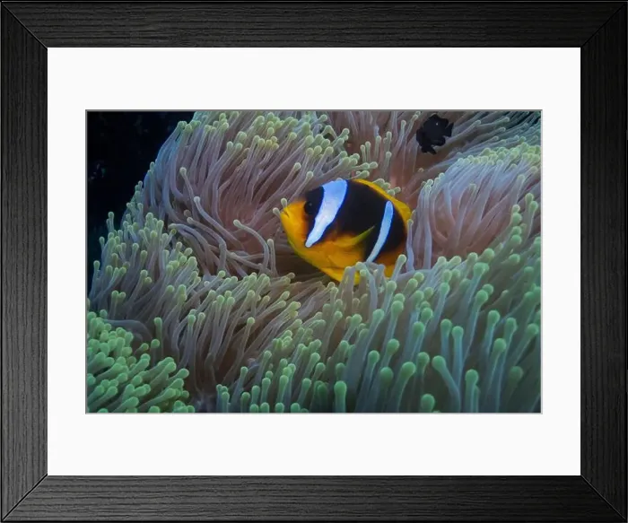 Framed Print : Red Sea clownfish in Red Sea near Marsa Alam, Egypt Framed Print : Red Sea clownfish in Red Sea near Marsa Alam, Egypt