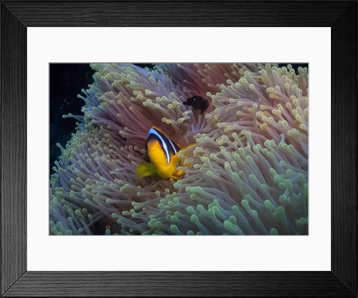 Framed Print : Red Sea clownfish in Red Sea near Marsa Alam, Egypt Framed Print : Red Sea clownfish in Red Sea near Marsa Alam, Egypt