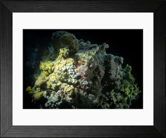 Framed Print : Scorpionfish in Red Sea near Marsa Alam by night, Egypt